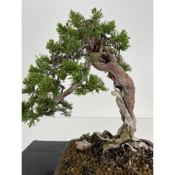 Juniperus sabina (sabina rastrera) A00433 vista 4