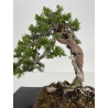 Juniperus sabina (sabina rastrera) A00433 vista 4