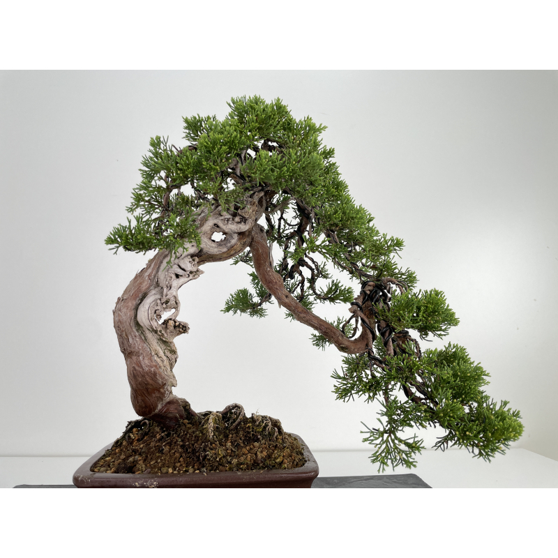 Juniperus sabina (sabina rastrera) A00433