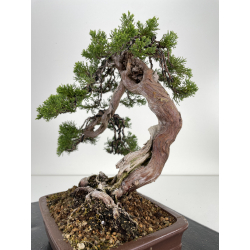 Juniperus sabina (sabina rastrera) A00433 vista 5