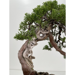Juniperus sabina (sabina rastrera) A00433 vista 2