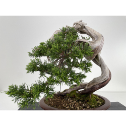 Juniperus sabina (sabina rastrera) A00573 vista 4