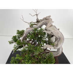 Juniperus sabina (sabina rastrera) A00573 vista 5