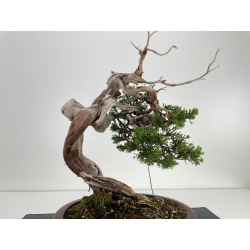 Juniperus sabina (sabina rastrera) A00573 vista 6