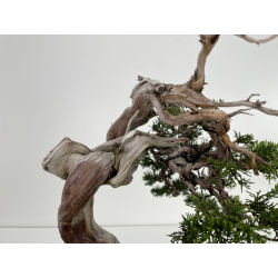 Juniperus sabina A00573 view 7
