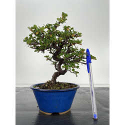 Cotoneaster I-6601