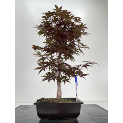 Acer palmatum shojo nomura I-6607