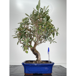 Olea europaea -olivo- I-6609