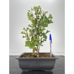 Ginkgo biloba I-6612