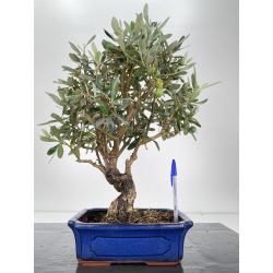 Olea europaea -olivo- I-6614