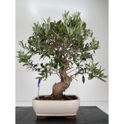 Olea europaea -olivo- I-6616