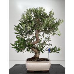 Olea europaea -olivo- I-6617
