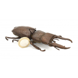 Japanese copper-bronze tenpai 115 giant beetle view 2