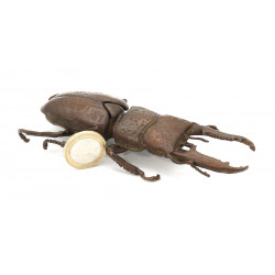 Tenpai japonés cobre-bronce 115 escarabajo gigante vista 2