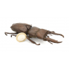 Japanese copper-bronze tenpai 115 giant beetle view 2
