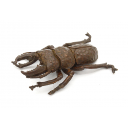 Japanese copper-bronze tenpai 117 beetle