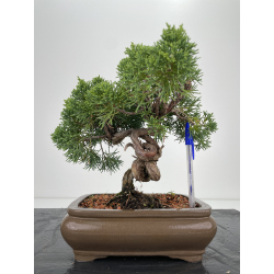 Juniperus chinensis kishu I-6621