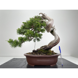 Juniperus sabina (sabina rastrera) A00573