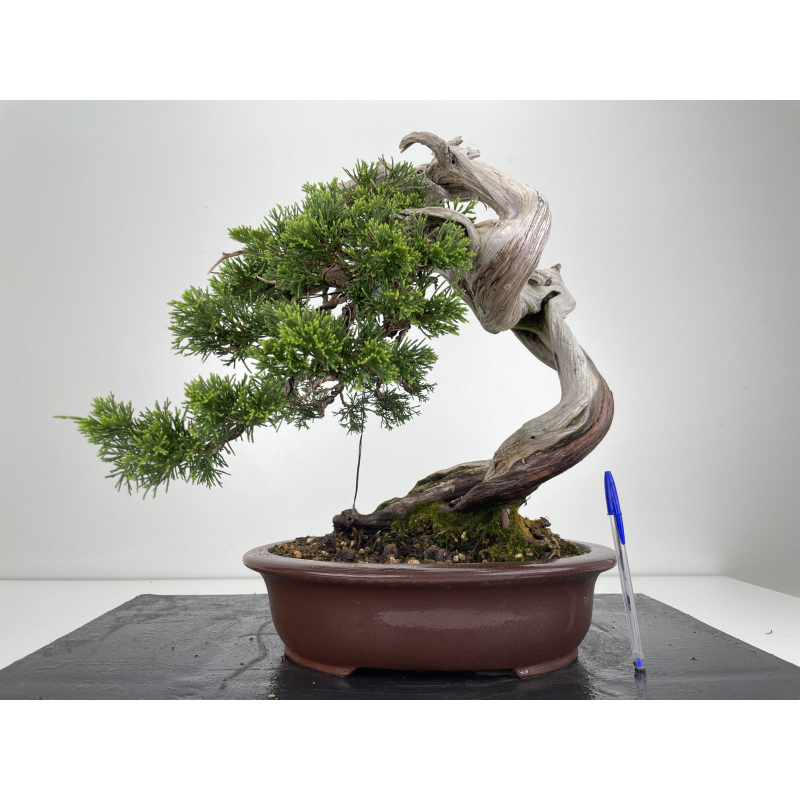 Juniperus sabina A00573