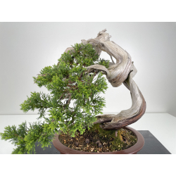 Juniperus sabina (sabina rastrera) A00573 vista 2