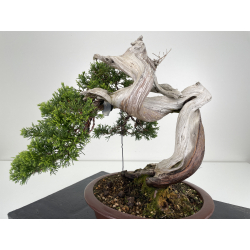 Juniperus sabina A00573 view 3