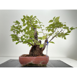 Ulmus -olmo- minor I-6620