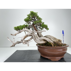 Juniperus sabina A00444