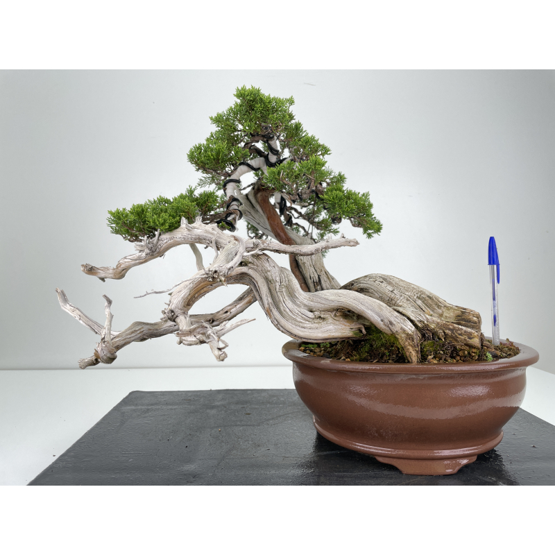 Juniperus sabina -sabina rastrera- A00444