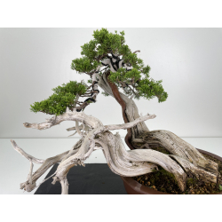 Juniperus sabina -sabina rastrera- A00444 vista 2