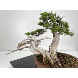 Juniperus sabina -sabina rastrera- A00444 vista 3