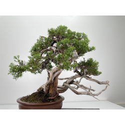 Juniperus sabina A00444 view 4