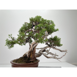 Juniperus sabina -sabina rastrera- A00444 vista 4