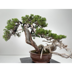 Juniperus sabina -sabina rastrera- A00444 vista 5