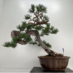 Pinus sylvestris - pino silvestre europeo - I-6619