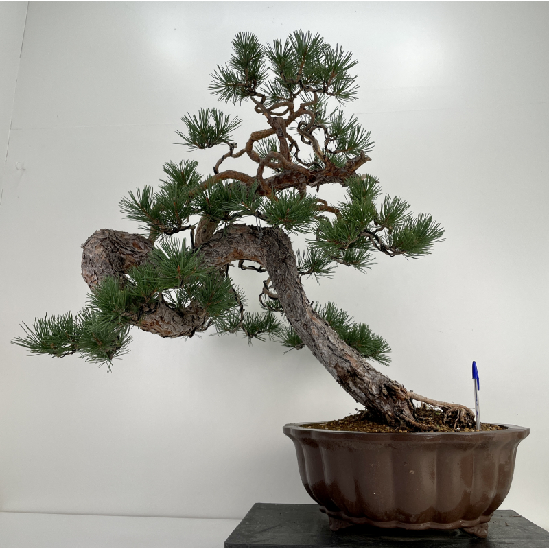 Pinus sylvestris - pino silvestre europeo - I-6619