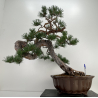 Pinus sylvestris - pino silvestre europeo - I-6619