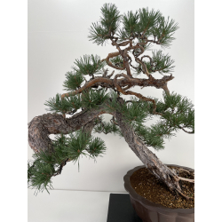 Pinus sylvestris - pino silvestre europeo - I-6619 vista 2