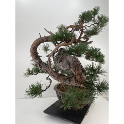 Pinus sylvestris I-6619 view 3