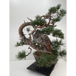 Pinus sylvestris - pino silvestre europeo - I-6619 vista 3