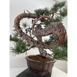 Pinus sylvestris - pino silvestre europeo - I-6619 vista 4