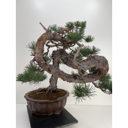 Pinus sylvestris I-6619 view 5