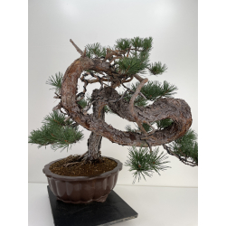 Pinus sylvestris - pino silvestre europeo - I-6619 vista 5
