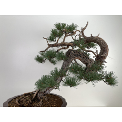 Pinus sylvestris - pino silvestre europeo - I-6619 vista 6