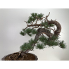 Pinus sylvestris I-6619 view 6
