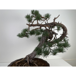 Pinus sylvestris - pino silvestre europeo - I-6619 vista 7