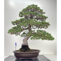 Pinus parviflora pentaphylla Kokonoe I-6622