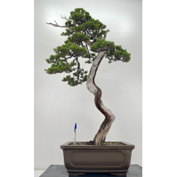 Juniperus sabina -sabina rastrera- A01191