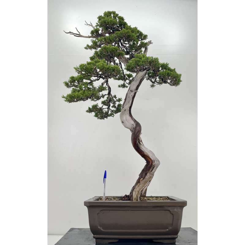 Juniperus sabina A01191