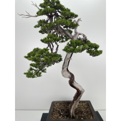 Juniperus sabina -sabina rastrera- A01191 vista 2