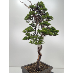 Juniperus sabina -sabina rastrera- A01191 vista 3